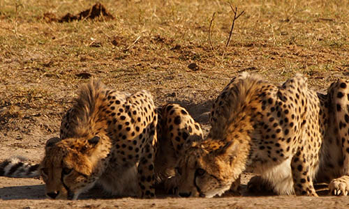 cheetah
