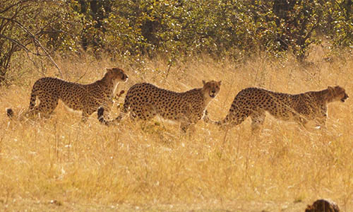 cheetah1