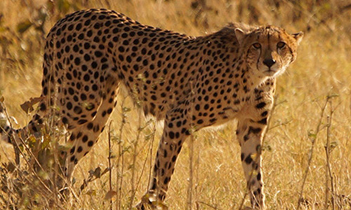 cheetah2
