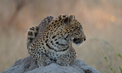 leopard2