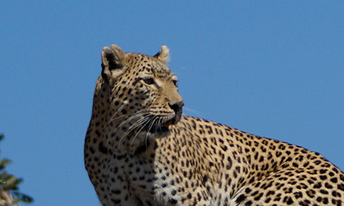 leopard3
