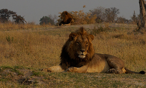 lion safari