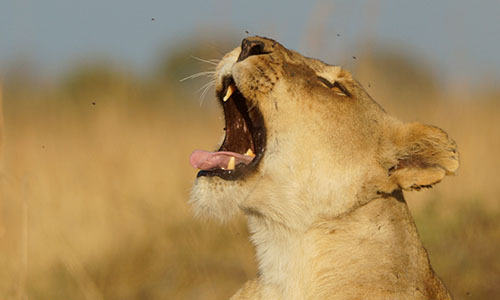 lion1