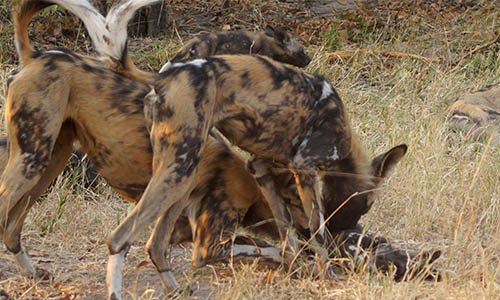 wild dogs 1