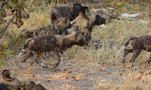 wild dogs2